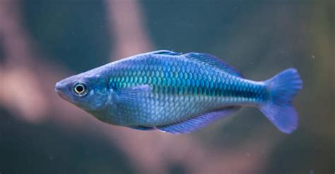 blue fish|12 Types of Blue Fish: Different Aquarium Fish that are Blue.